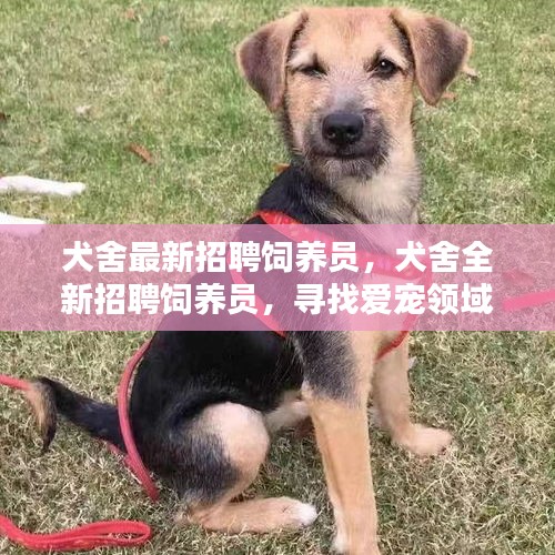 寻找爱宠守护者，犬舍全新招聘饲养员启事