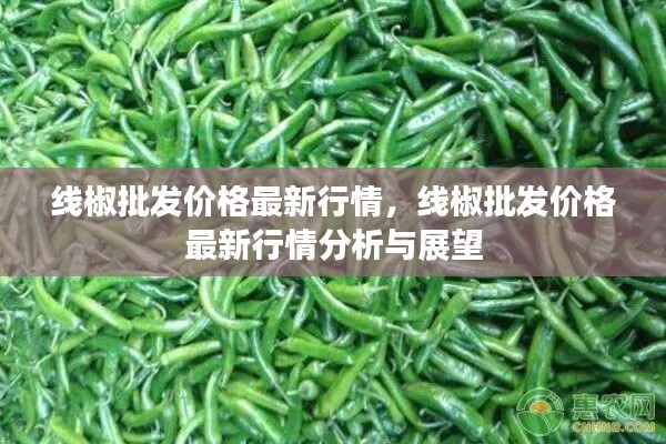 线椒批发价格行情概览，最新分析与展望