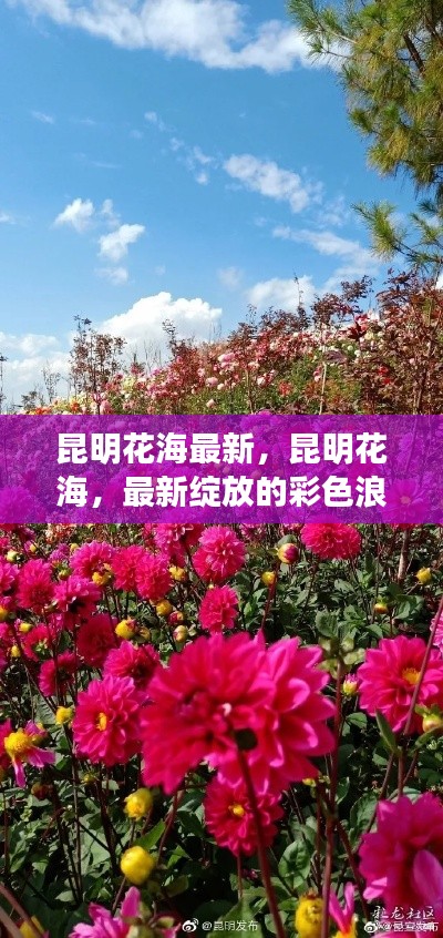 昆明花海最新，昆明花海，最新绽放的彩色浪漫