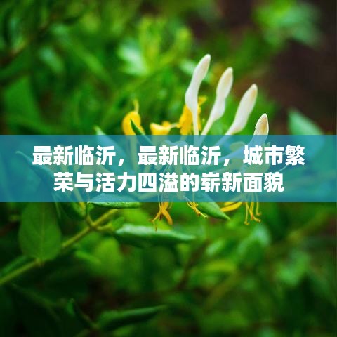 最新临沂，最新临沂，城市繁荣与活力四溢的崭新面貌