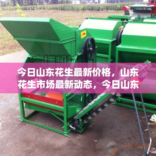 山东花生最新价格与市场动态，今日走势分析报告