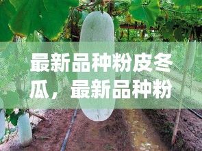 最新品种粉皮冬瓜，种植技术、优势及市场前景展望
