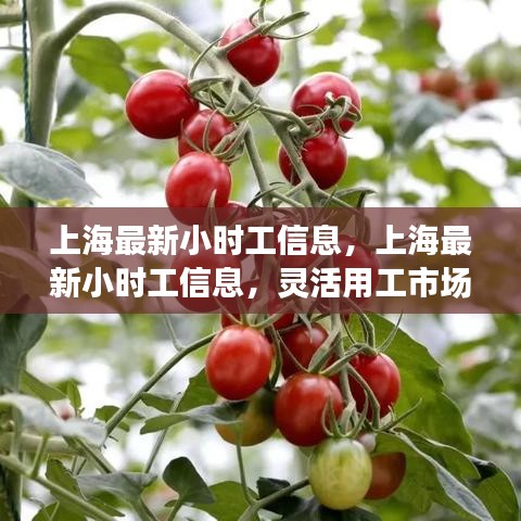 上海最新小时工信息及灵活用工市场蓬勃发展概况