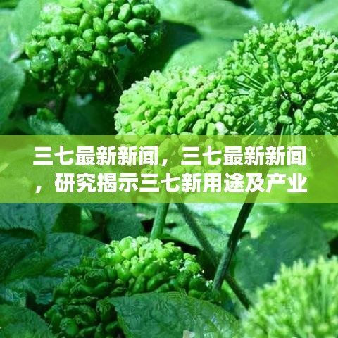揭秘三七新用途与产业新动态，最新三七新闻一览