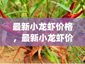 草间求活 第3页