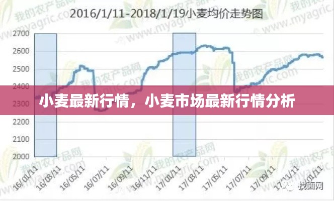 小麦市场最新行情概览与深度分析