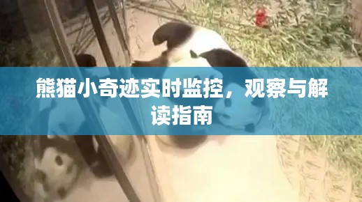 熊猫小奇迹，实时监控与观察解读指南