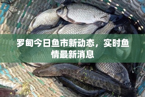 罗甸今日鱼市最新动态与实时鱼情播报