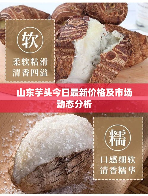 山东芋头最新价格与市场动态分析简报