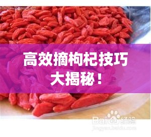 高效摘枸杞技巧大揭秘！