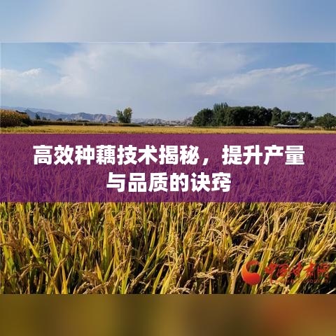 高效种藕技术揭秘，提升产量与品质的诀窍