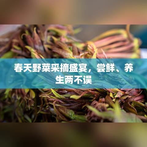春天野菜采摘盛宴，尝鲜、养生两不误