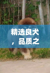 投诉说明 第184页