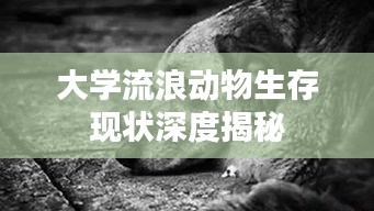 大学流浪动物生存现状深度揭秘