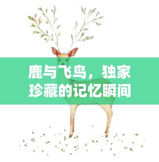 鹿与飞鸟，独家珍藏的记忆瞬间