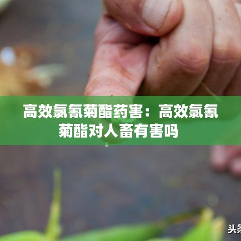 高效氯氰菊酯药害：高效氯氰菊酯对人畜有害吗 