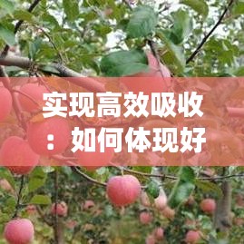 实现高效吸收：如何体现好吸收 