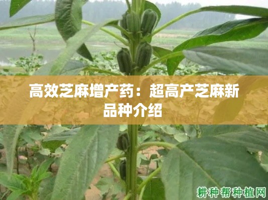 高效芝麻增产药：超高产芝麻新品种介绍 