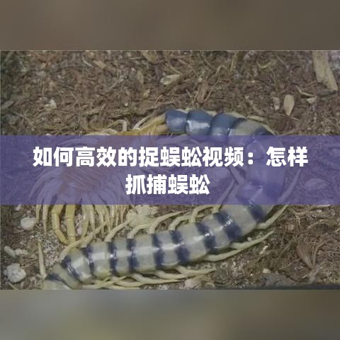 如何高效的捉蜈蚣视频：怎样抓捕蜈蚣 