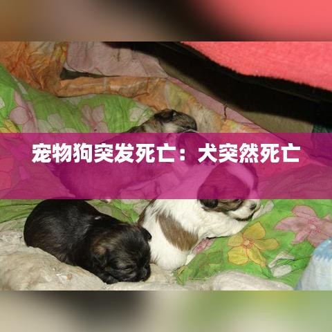 宠物狗突发死亡：犬突然死亡 