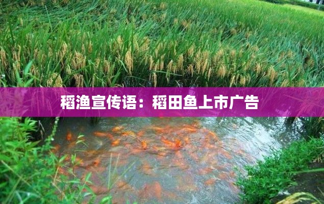 稻渔宣传语：稻田鱼上市广告 