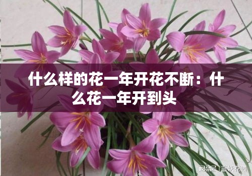什么样的花一年开花不断：什么花一年开到头 