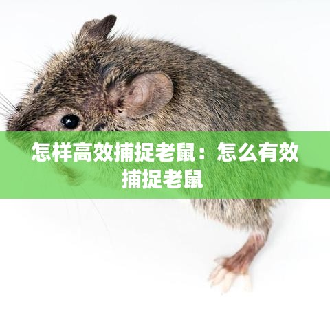 怎样高效捕捉老鼠：怎么有效捕捉老鼠 