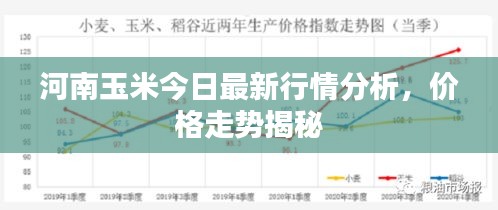 河南玉米今日最新行情分析，价格走势揭秘