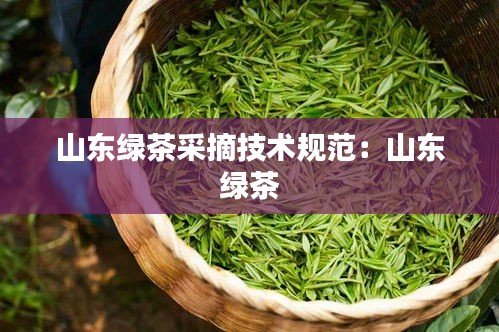 山东绿茶采摘技术规范：山东 绿茶 