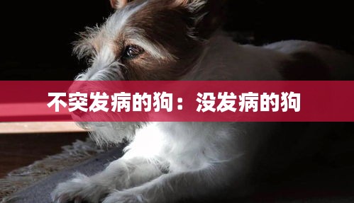 不突发病的狗：没发病的狗 