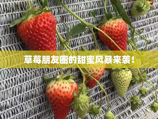 草莓朋友圈的甜蜜风暴来袭！