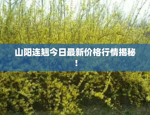 山阳连翘今日最新价格行情揭秘！