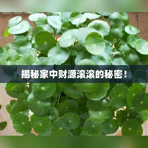 揭秘家中财源滚滚的秘密！