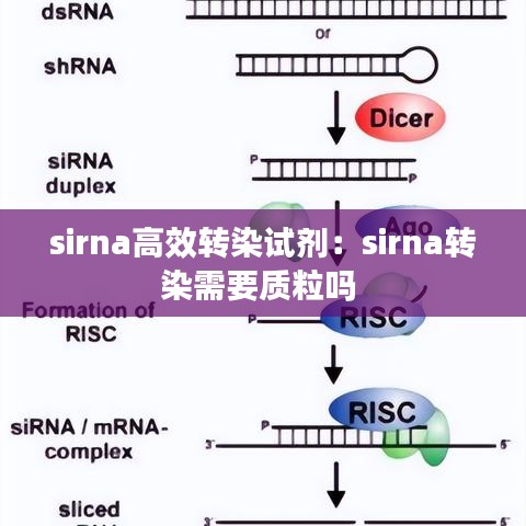 sirna高效转染试剂：sirna转染需要质粒吗 