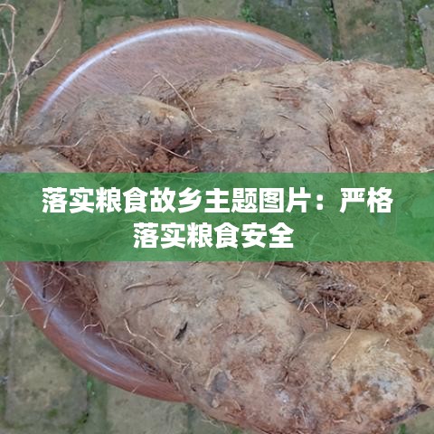 落实粮食故乡主题图片：严格落实粮食安全 