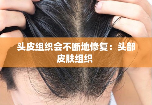 头皮组织会不断地修复：头部皮肤组织 