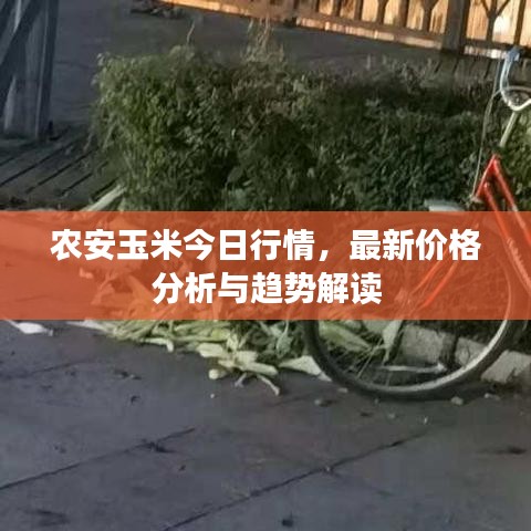 农安玉米今日行情，最新价格分析与趋势解读