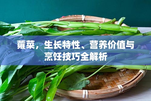 蕹菜，生长特性、营养价值与烹饪技巧全解析