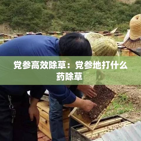 党参高效除草：党参地打什么药除草 