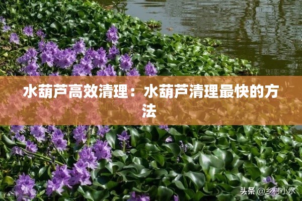 水葫芦高效清理：水葫芦清理最快的方法 