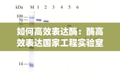 如何高效表达酶：酶高效表达国家工程实验室 