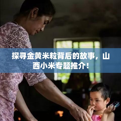 探寻金黄米粒背后的故事，山西小米专题推介！
