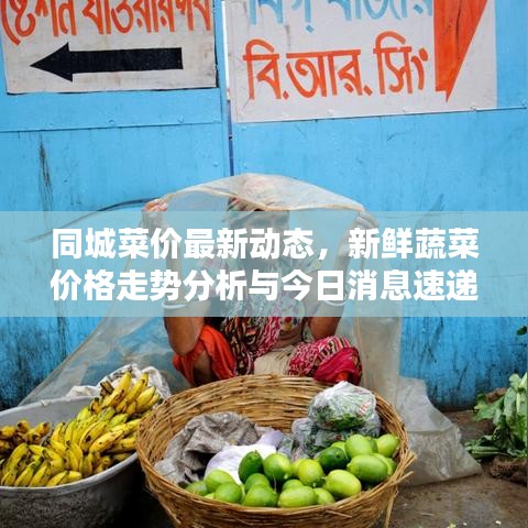 同城菜价最新动态，新鲜蔬菜价格走势分析与今日消息速递