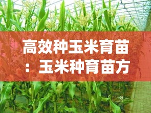 高效种玉米育苗：玉米种育苗方法 