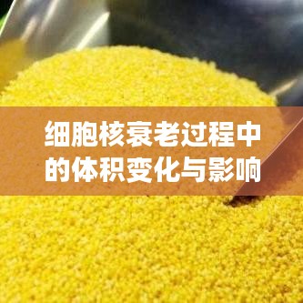 细胞核衰老过程中的体积变化与影响探究