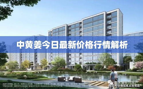 中黄姜今日最新价格行情解析