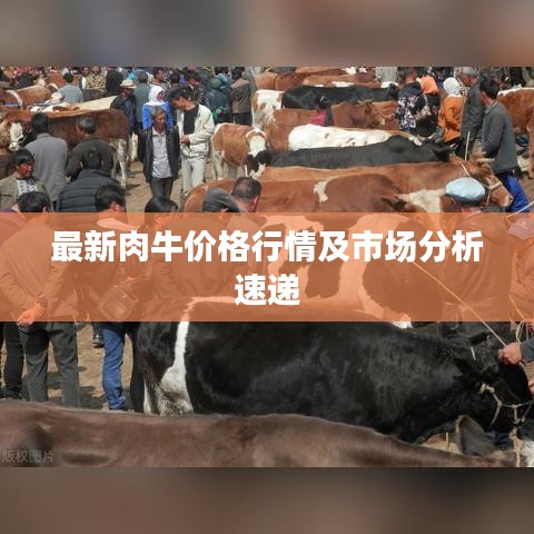 最新肉牛价格行情及市场分析速递