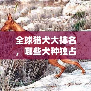 全球猎犬大排名，哪些犬种独占鳌头？