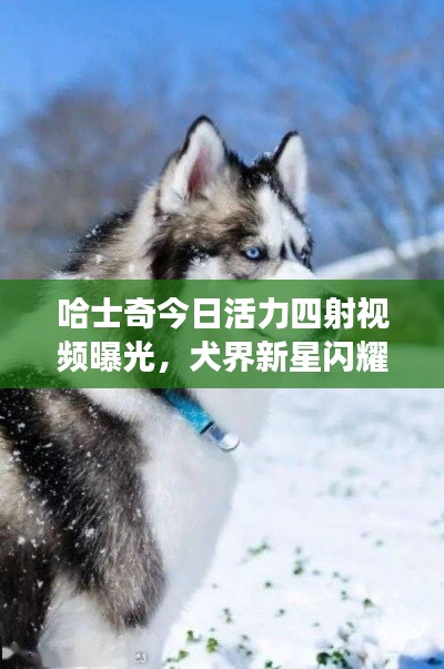 哈士奇今日活力四射视频曝光，犬界新星闪耀登场！
