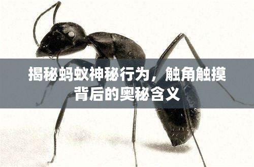 揭秘蚂蚁神秘行为，触角触摸背后的奥秘含义